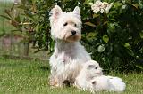 WESTIE 519